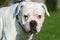 White coat American Bulldog dog portrait outside