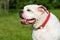 White coat American Bulldog dog portrait outside