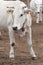 White-coated calves live outdoors