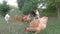 White cock and hens on the poultry in a hungarian farm