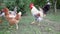 White cock and hens on the poultry in a hungarian farm, slow motion