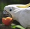 White Cockatoo