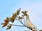 White cockatoo