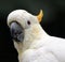 White cockatoo