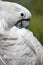 White Cockatoo