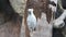 White cockatoo