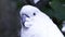 White cockatoo