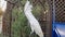 White cockatoo in a cage. A large parrot cockatoo walks around the cage. Cockatoo in captivity