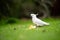 White cockatoo and corella perched in a gum tree in outback Australia. Native Australian birds in a tree in a national park