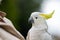 White cockatoo and corella perched in a gum tree in outback Australia. Native Australian birds in a tree in a national park in