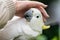 White cockatoo and corella perched in a gum tree in outback Australia. Native Australian birds in a tree in a national park in