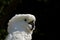 White Cockatoo horizontal stock photo