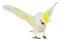 White cockatoo isolated on the white background