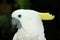 White cockatoo parrot