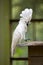 White Cockatoo Parrot