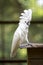 White Cockatoo Parrot