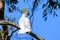 White cockatoo perched on a tree branch