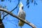 White cockatoo perched on a tree branch