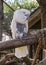 White cockatoo perched on a wooden rail at the Dallas Zoo in Texas.