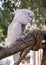 White cockatoo perched on a wooden rail at the Dallas Zoo in Texas.