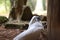 White Cockatoo Playing and Scratching the Trunk of a Tree on the Ground