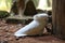 White Cockatoo Playing and Scratching the Trunk of a Tree on the Ground