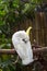 White Cockatoo Preening