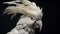 A white cockatoo preening its feathers with meticulous care,