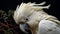 A white cockatoo preening its feathers with meticulous care,