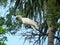 A white cockatoo sitting on a branch of a palm tree in the tropics.