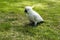 White cockatoo sitting in grass, South Australia