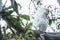 White cockatoo sitting in tree, Australia