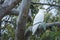 White cockatoo sitting in tree, Australia