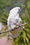 White Cockatoo on a Stick