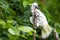 White Cockatoo in tree