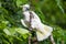 White Cockatoo in tree