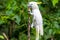 White Cockatoo in tree