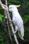 White Cockatoo in tree