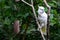 White Cockatoo in tree