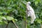 White Cockatoo in tree
