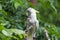 White Cockatoo in tree