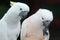 White cockatoos