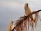 White Cockatoos