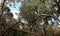 White cockatoos chillin in a gumtree