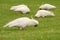 White cockatoos on grass