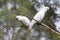 White Cockatoos in my Garden