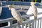 white cockatoos sitting on the white balcony area in a hotel in Australia