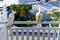 white cockatoos sitting on the white balcony area in a hotel in Australia