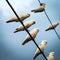 White Cockatoos on Telephone Wires