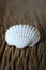 White cockle shells on wooden background